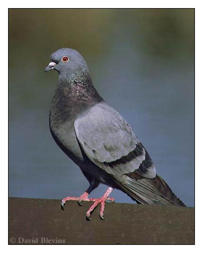 Photo of Columba livia by <a href="http://www.blevinsphoto.com/contact.htm">David Blevins</a>